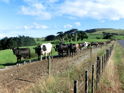 whangarei (62)